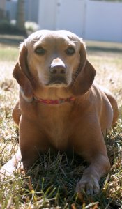 My Beagle/Labrador mix, Sasha, is the sweetest dog but agile as a cheetah!